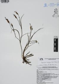 Sisyrinchium tenuifolium image